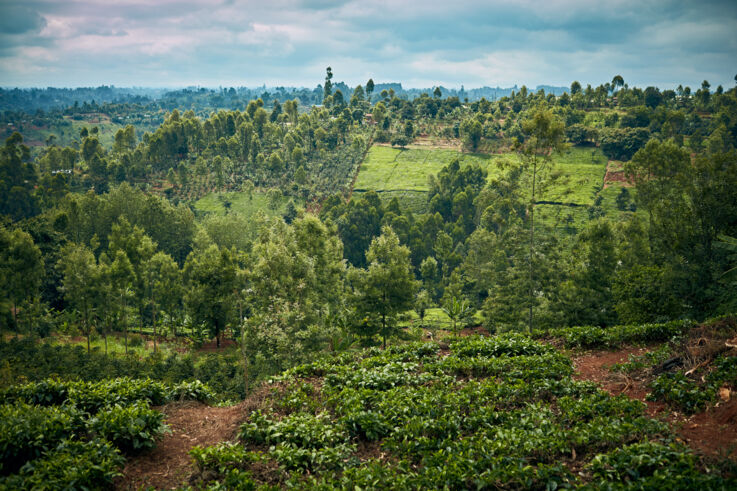 GEZE is planting trees in Kenya with Treedom